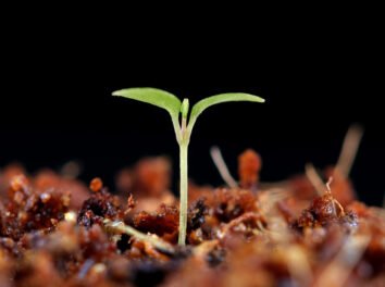 A tiny new plant emerges from the soil. The actual size of this new seedling was 1/8 of an inch. Shot was taken with a Canon EF 100mm lens.